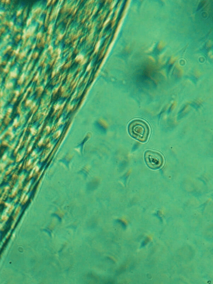 Advanced Micellar Water | Vegan Makeup Remover BYMANYC ® New York